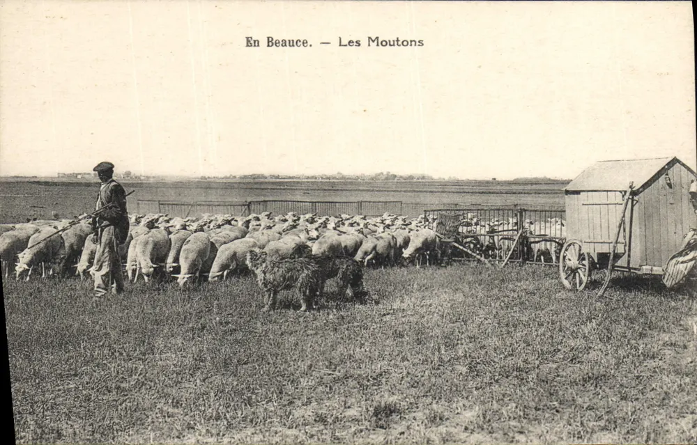In Beauce. — Die Schafe — L. Lenermann, Omdéans - Vorderseite