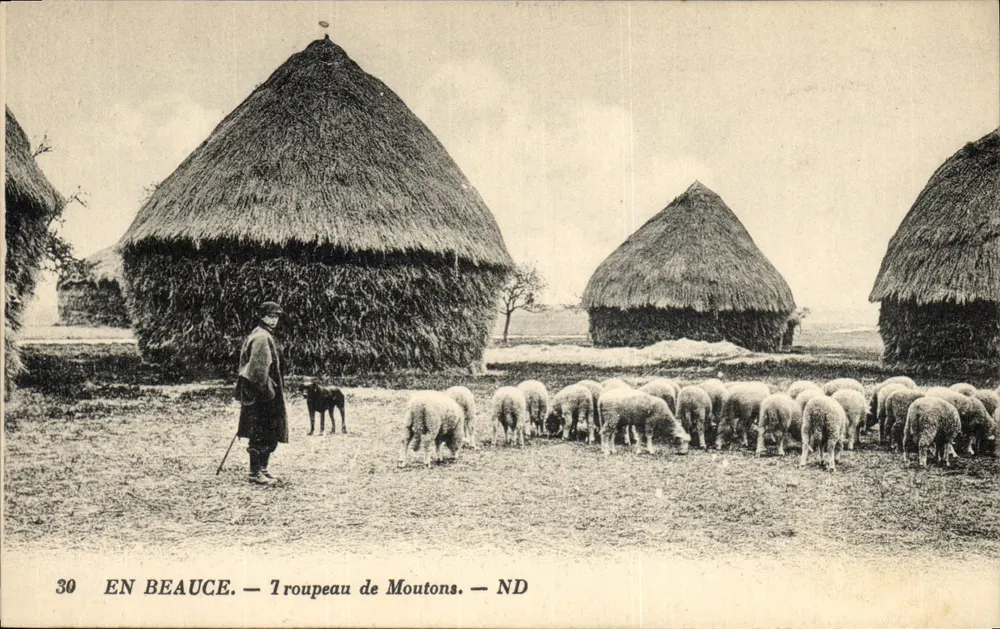 In Beauce — Schafherde — ND - Vorderseite