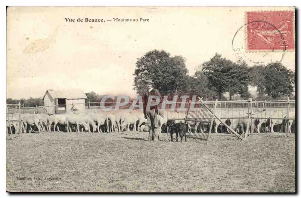 Ansicht von Beauce — Schafe im Park — Raoullier, Verlag, Angerville - Vorderseite