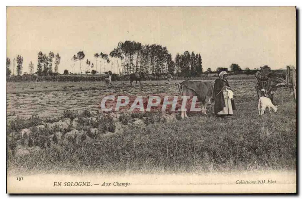 Na Sologne — Nos Campos — Coleções ND Phot - Frente