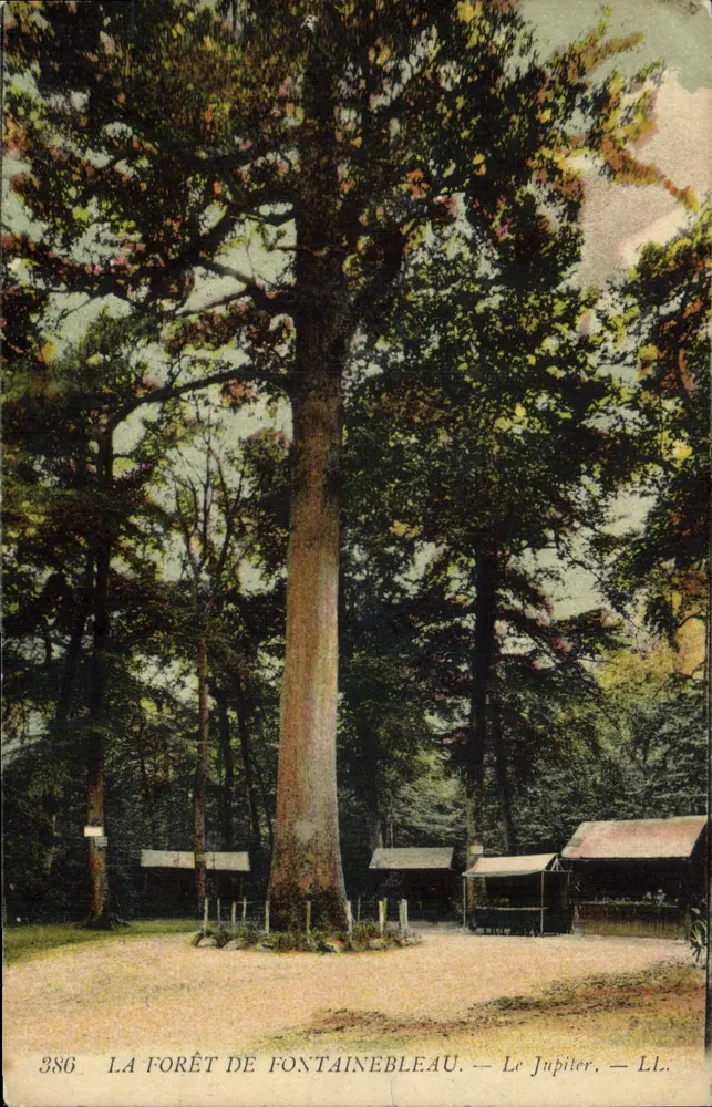 La foresta de Fontainebleau — El Júpiter — LL. — n° 386 - Anverso