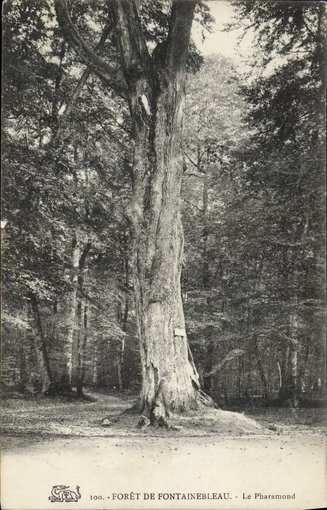 Forêt de Fontainebleau — Le Pharamond — n°100 - Vorderseite