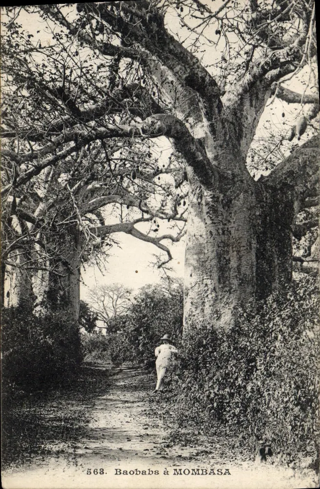Baobabs em MOMBASA — série 568 — editor não identificado - Frente