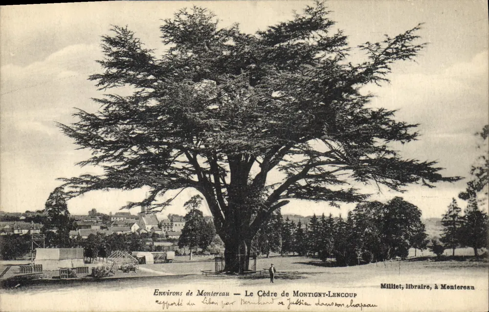 Umgebung von Montreveau — Der Zeder von Montigny-Lencoup — Milliet, Buchhändler, in Montreveau - Vorderseite