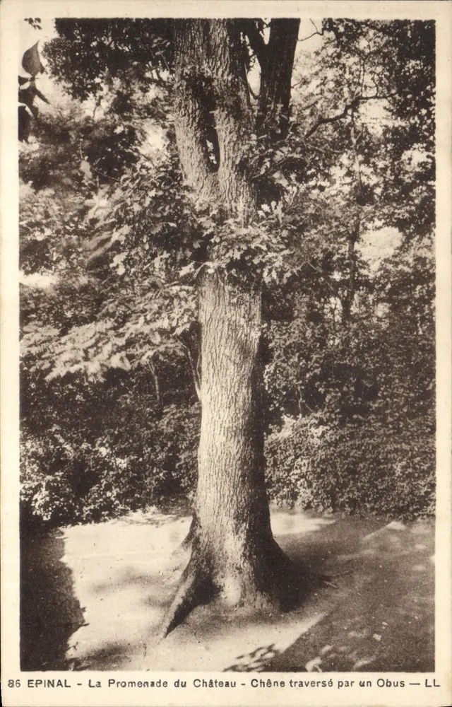 Epinal - Die Schlosspromenade - Eiche, getroffen von einer Granate — LL - Vorderseite