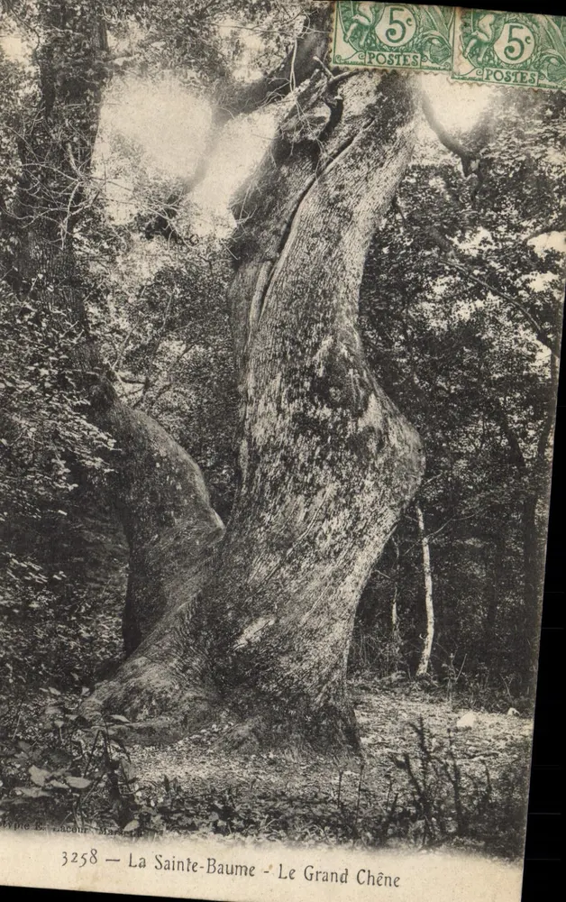 La Sainte-Baume — Der Große Eiche — Typie L. Jacque, n°3258 - Vorderseite