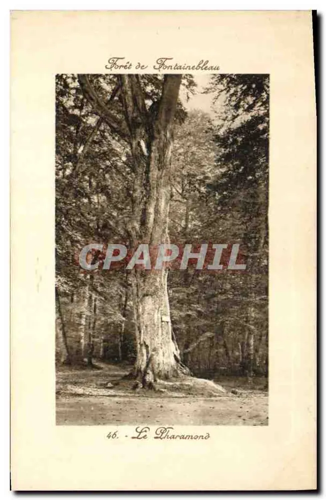 Wald von Fontainebleau — Le Tharamond — Serie 46, Verlag nicht sichtbar - Vorderseite