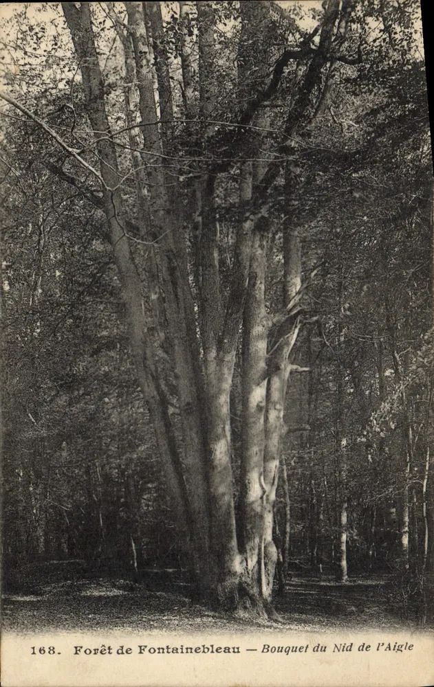 Forêt de Fontainebleau — Bouquet du Nid de l'Aigle — Verlag: Nr. 168 - Vorderseite