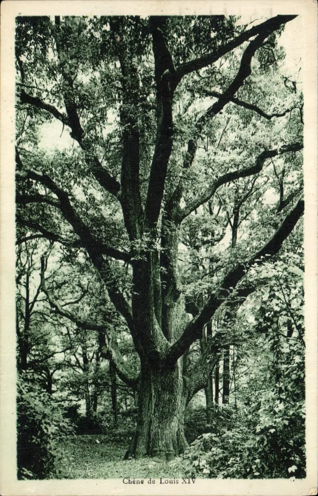 Eik van Lodewijk XIV — Versailles — Ed. Linormand, Toto - Voorkant