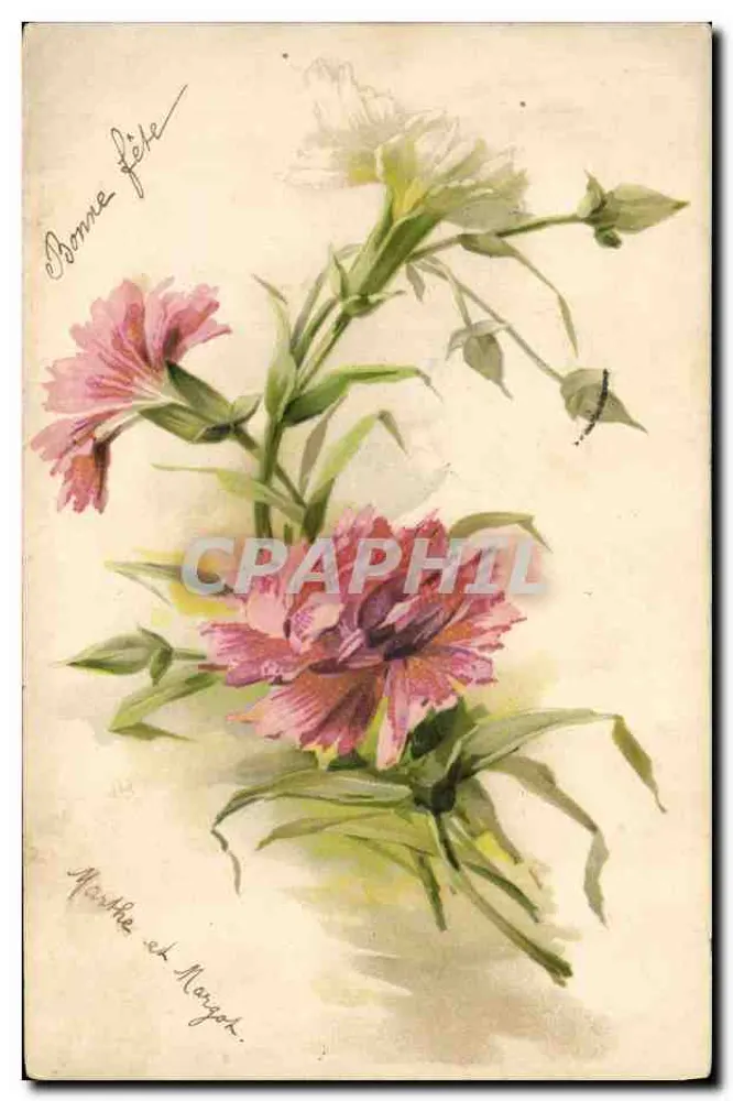 Flores de pâquerettes — desenho em aquarela — editor Margot - Frente