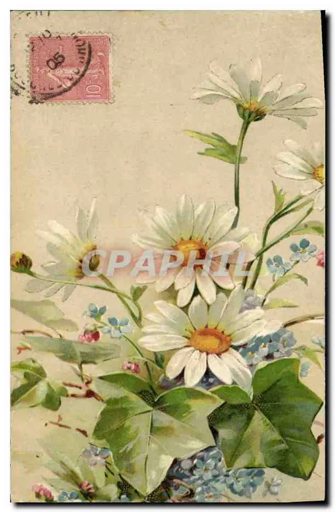 Flores de margaridas e mirtilos — editor não identificado — número de série não visível - Frente