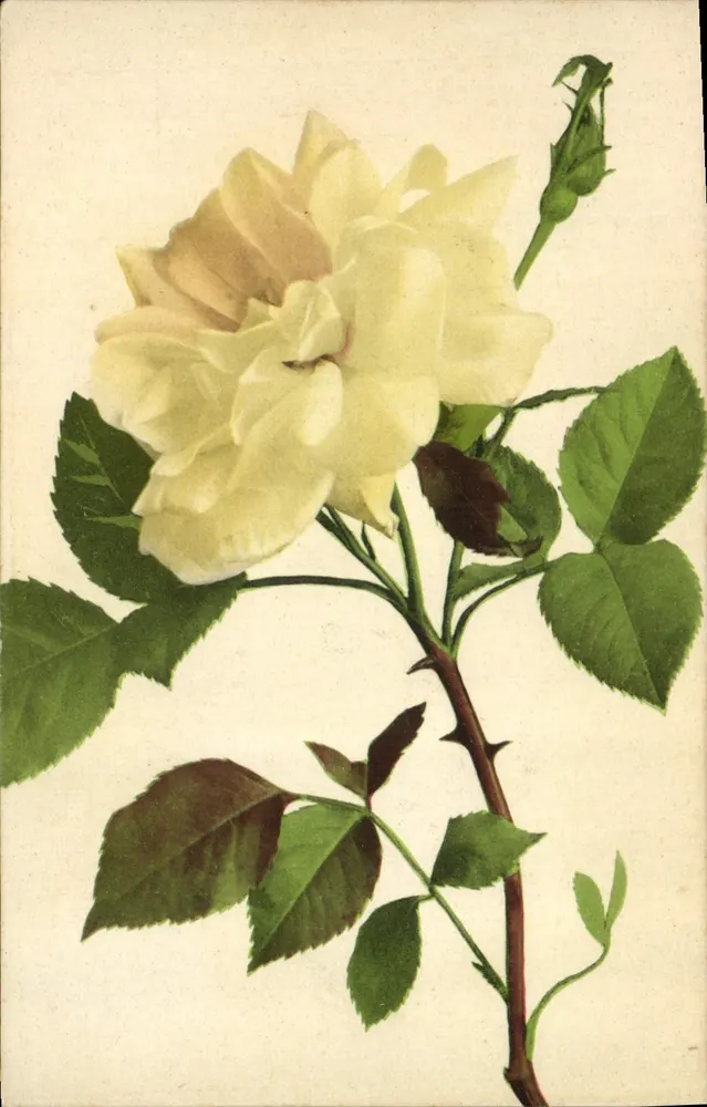 Rosas brancas — ilustração botânica — série Natura c. 2 - Frente