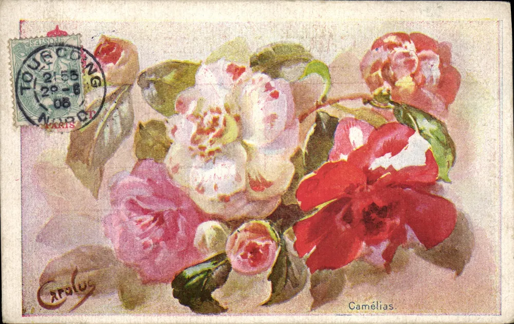 Camélias — ilustração colorida — editor Carolas, n° de série não visível - Frente