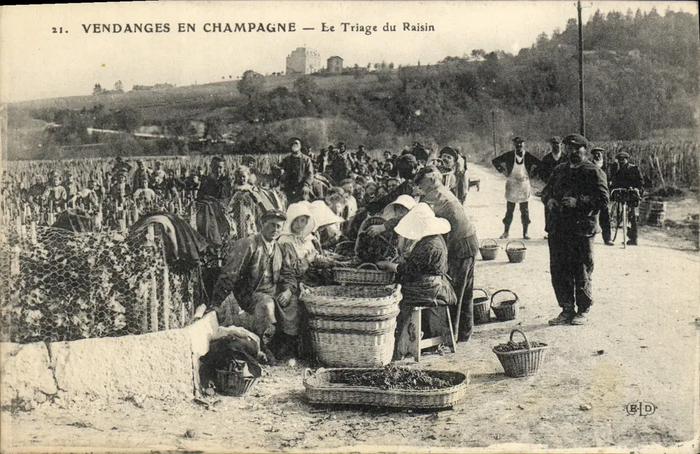 Traubenlese in der Champagne — Die Sortierung der Trauben — B.D. Nr. 21 - Vorderseite