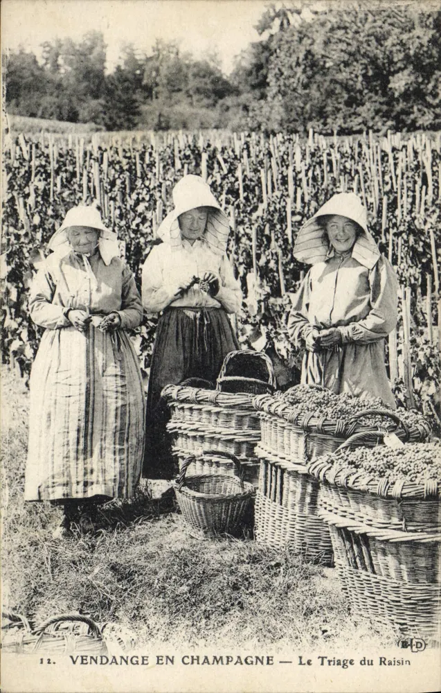 Traubenlese in der Champagne — Das Sortieren der Trauben — Imp. Le Deley, Paris, n°12 - Vorderseite