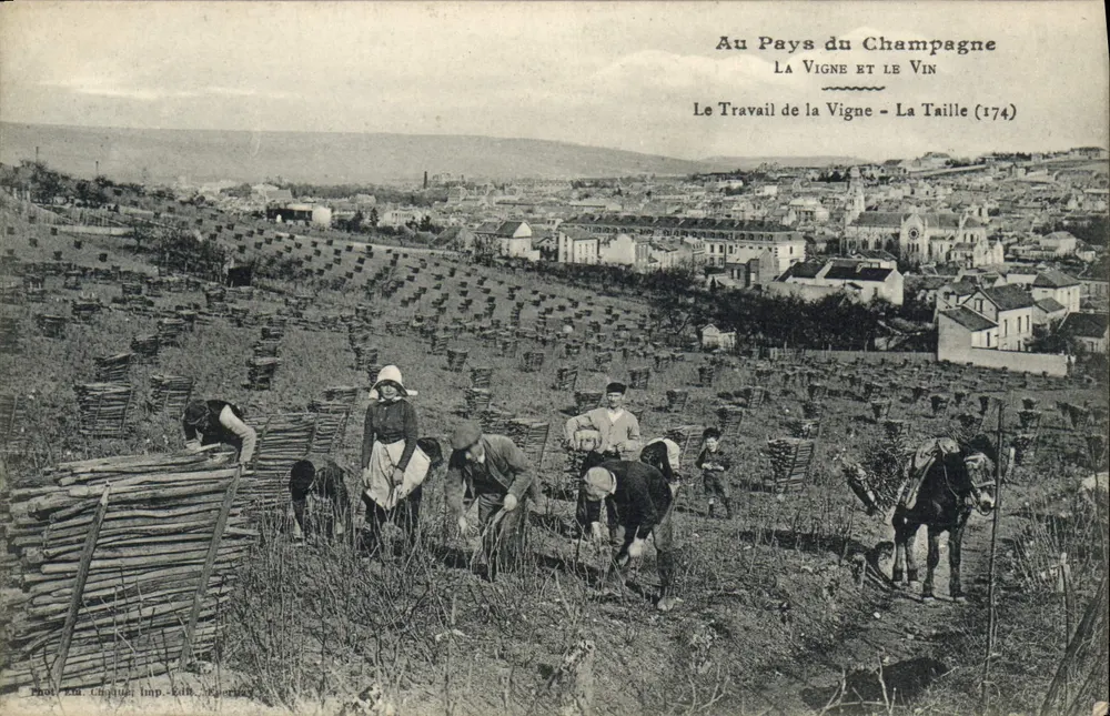 Im Land der Champagne — Die Rebe und der Wein — Die Arbeit an der Rebe - Die Veredelung (174) — Photo Zia, Chagny, Imp. Edith, Épemay - Vorderseite