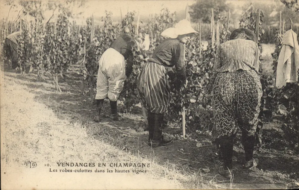 Ernte in der Champagne — Die Culottes-Röcke in den hohen Weinbergen — EFD n°10 - Vorderseite