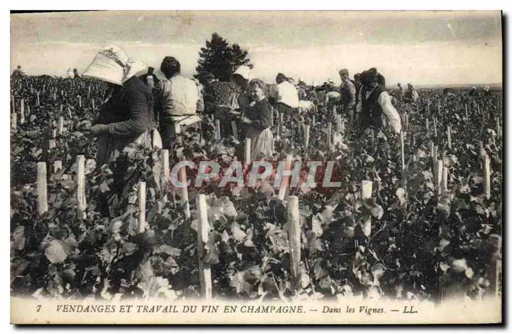 Vendanges et travail du vin en Champagne — Dans les Vignes — LL. - Frente