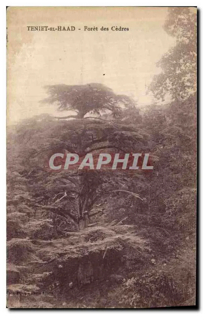 Teniet-el-Haad - Bosque de Cedros — Fototipia El. Photo Albert, Alger - Anverso