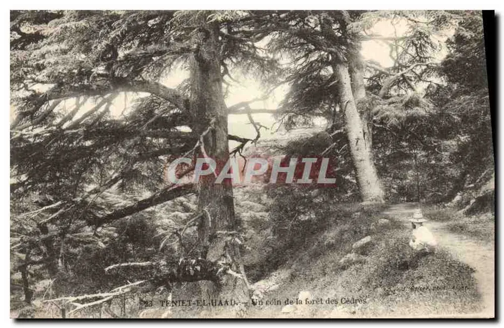 Teniet-el-Haâd — Ein Stück der Zedernwald — Delcez phot. Algerien - Vorderseite