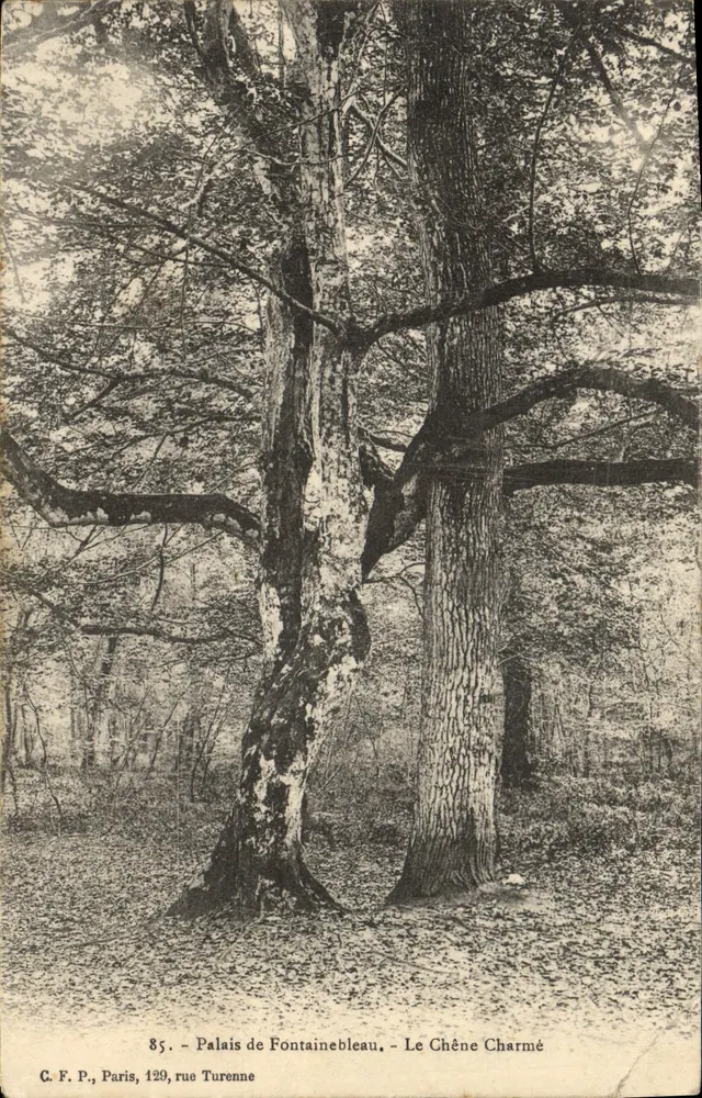 Schloss Fontainebleau - Der verzauberte Eichenbaum — C.F.P., Paris, 129 rue Turenne, n°85 - Vorderseite