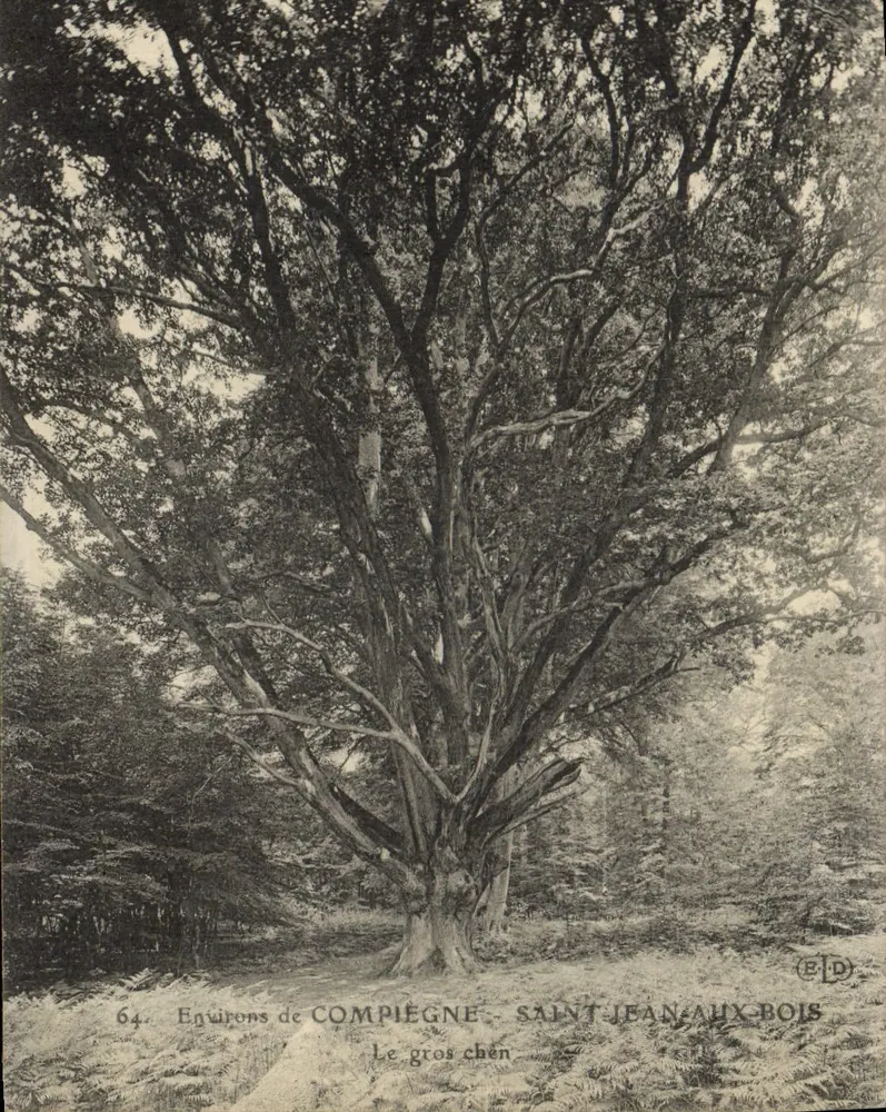 Saint-Jean-aux-Bois — Der große Eichenbaum — Verlag E.D. - Vorderseite