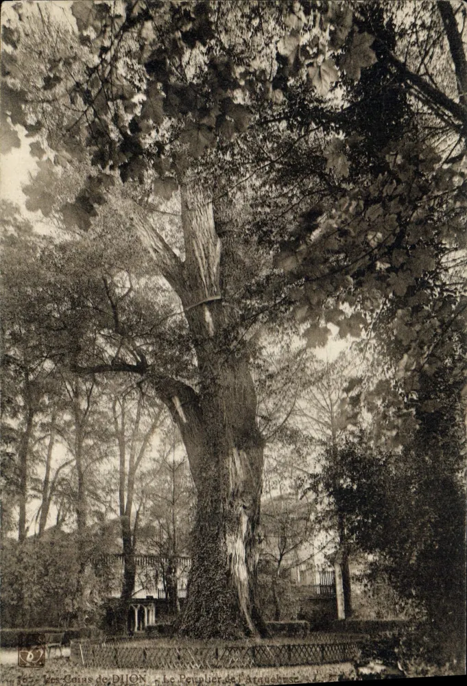 Dijon — Der Poplar der Arquebuse — Les Coins de Dijon, n° 162 - Vorderseite