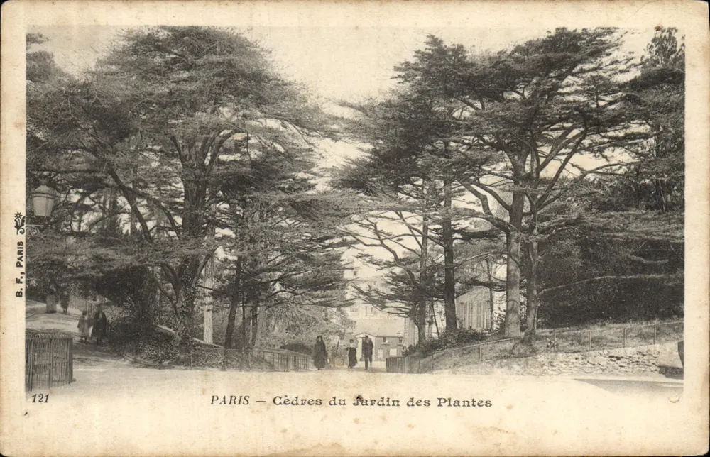 PARIS — Zedern des Jardin des Plantes — B.F. Paris, Nr. 121 - Vorderseite