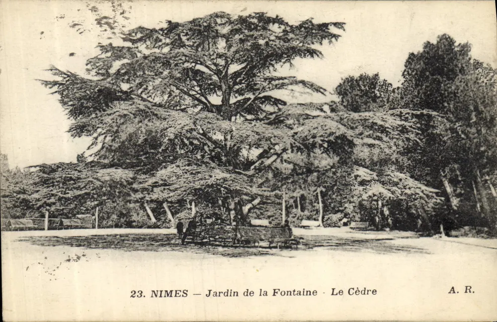 Nîmes — Garten der Fontaine — Der Zeder — A. R. n°23 - Vorderseite