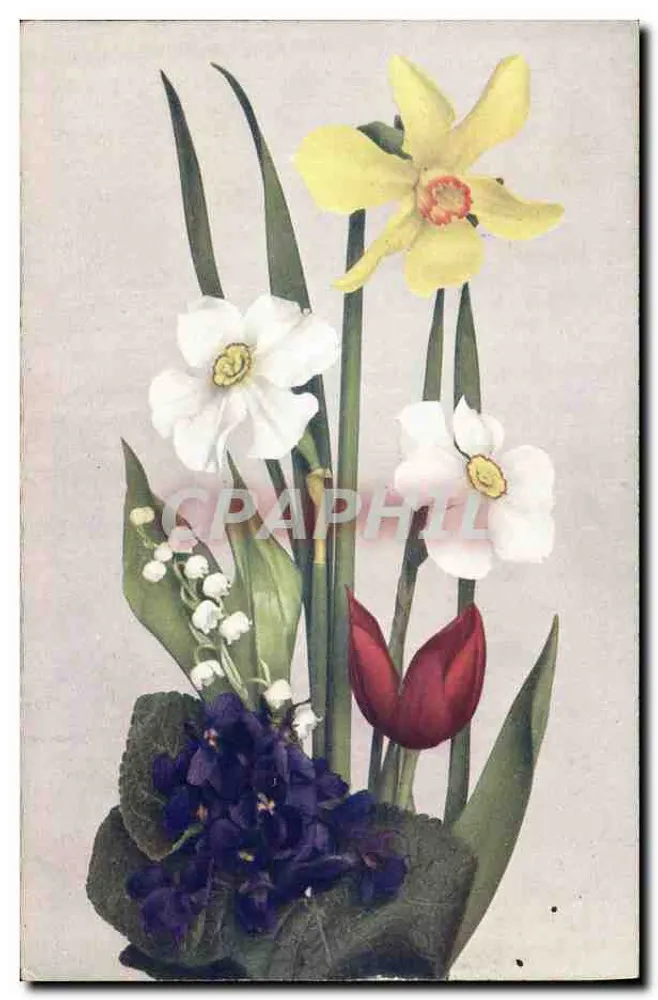Buquê de flores — Narciso, Convallaria, Tulipa, Viola — editor Kommer & Jans, Dresden, série Flora - Frente