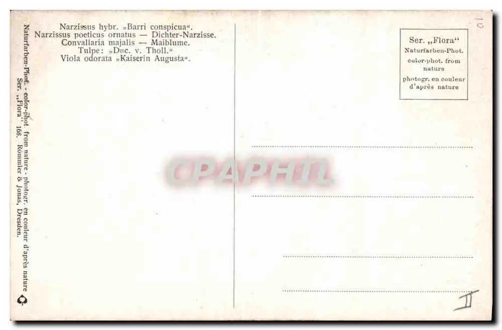 Buquê de flores — Narciso, Convallaria, Tulipa, Viola — editor Kommer & Jans, Dresden, série Flora - Verso