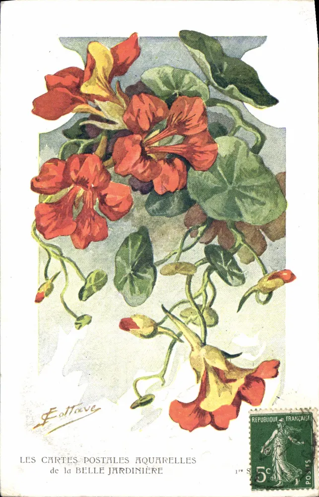 Nasturtiums — Aquarell-Illustration — F. Ottave, 1. Serie - Vorderseite