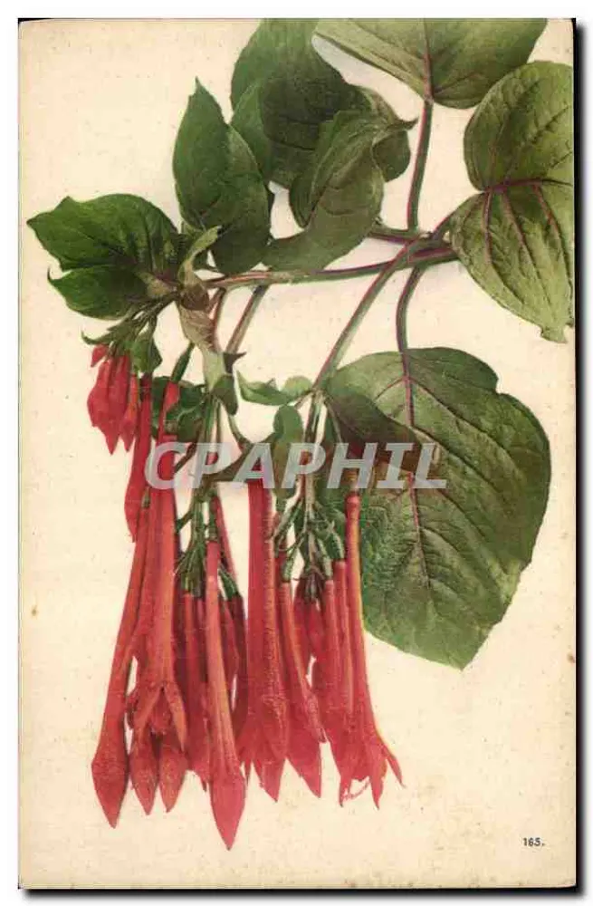 फ्यूशिया — लाल झुर्रे वाली फूल — श्रृंखला 165 - आगे