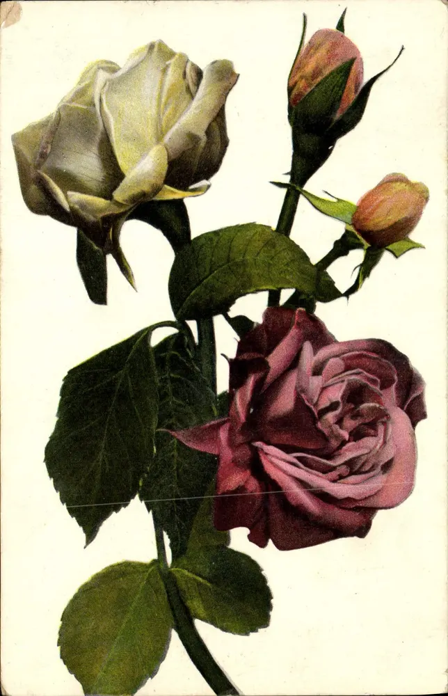 Rosas — ilustração botânica — Editor C. F. (Série 2152) - Frente