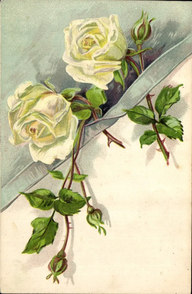 Roses blanches — ilustração — editor e número de série não legíveis - Frente