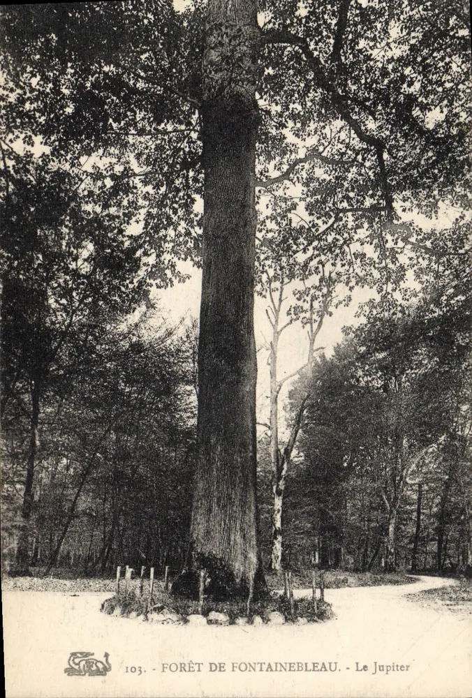 Foresta di Fontainebleau - Il Jupiter — Albero notevole — Editore: Il Jupiter, n° 103 - Recto