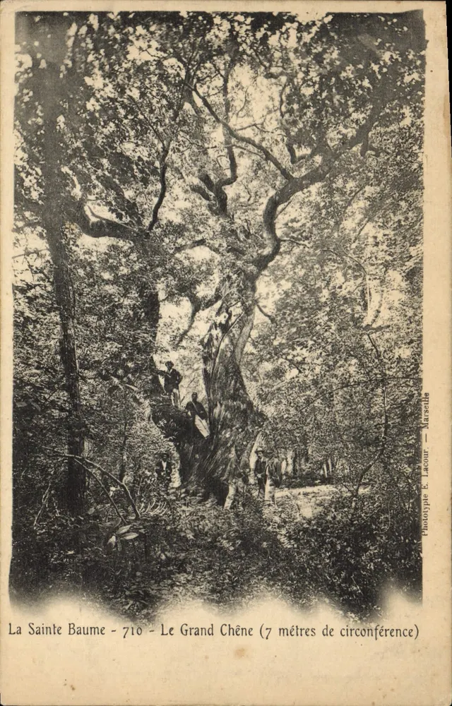 La Sainte Baume - Der Große Eiche (7 Meter Umfang) — Phototype L. Lacour — Marseille - Vorderseite