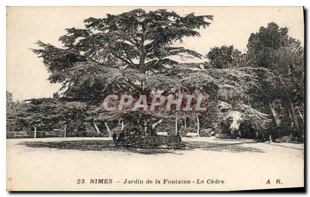 Nîmes — Jardin de la Fontaine — Der Zedernbaum - Vorderseite