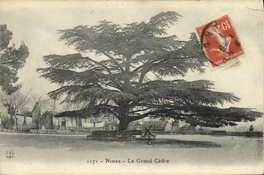 Nîmes - Het Grote Cederaad — uitgever FOG, n° 1171 - Voorkant