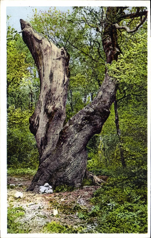 Verkrüppelter Baum — Sainte-Baume — HOTELLERIE de la Sainte-Baume - Vorderseite