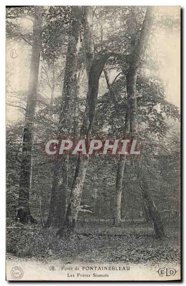 Wald von FONTAINEBLEAU — Les Frères Siamois — n°40 - Vorderseite