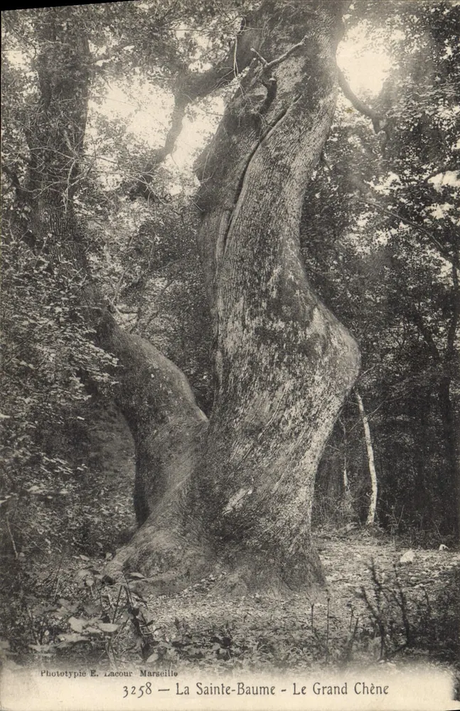 La Sainte-Baume - Der Große Eiche — Phototypie E. Lacour, Marseille, n° 3258 - Vorderseite