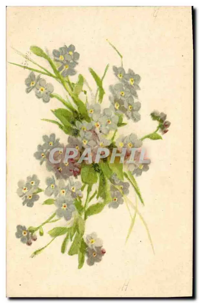 Bukiet myosotis — ilustracja botaniczna — Vouga & Co., Genewa, nr 50 - Awers