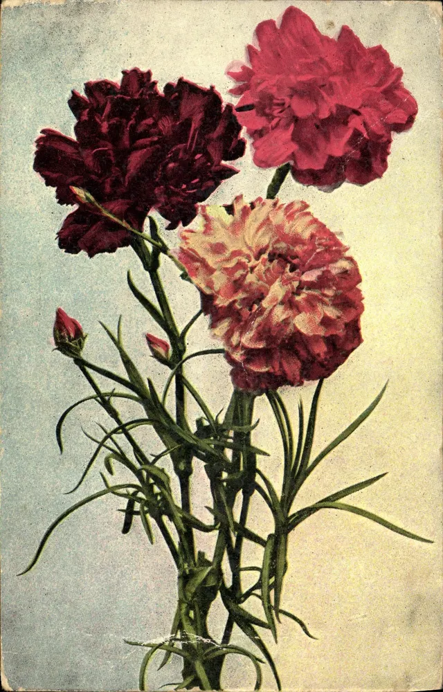 Flores de pâquerettes — ilustração colorida — editor desconhecido, n° 3048-4 - Frente