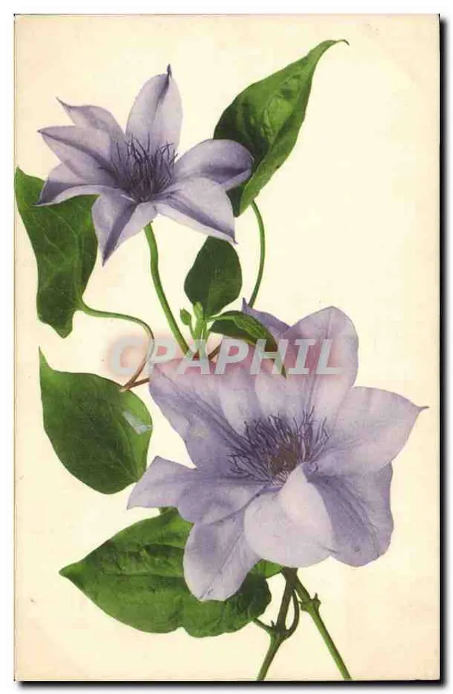 Clematis — botanische illustratie — uitgever niet zichtbaar - Voorkant