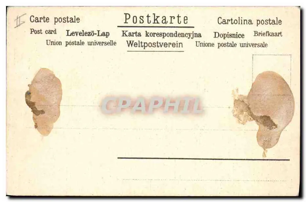 Arranjo de margaridinhas rosas — ilustração — assinado por R. de Gugnon - Verso