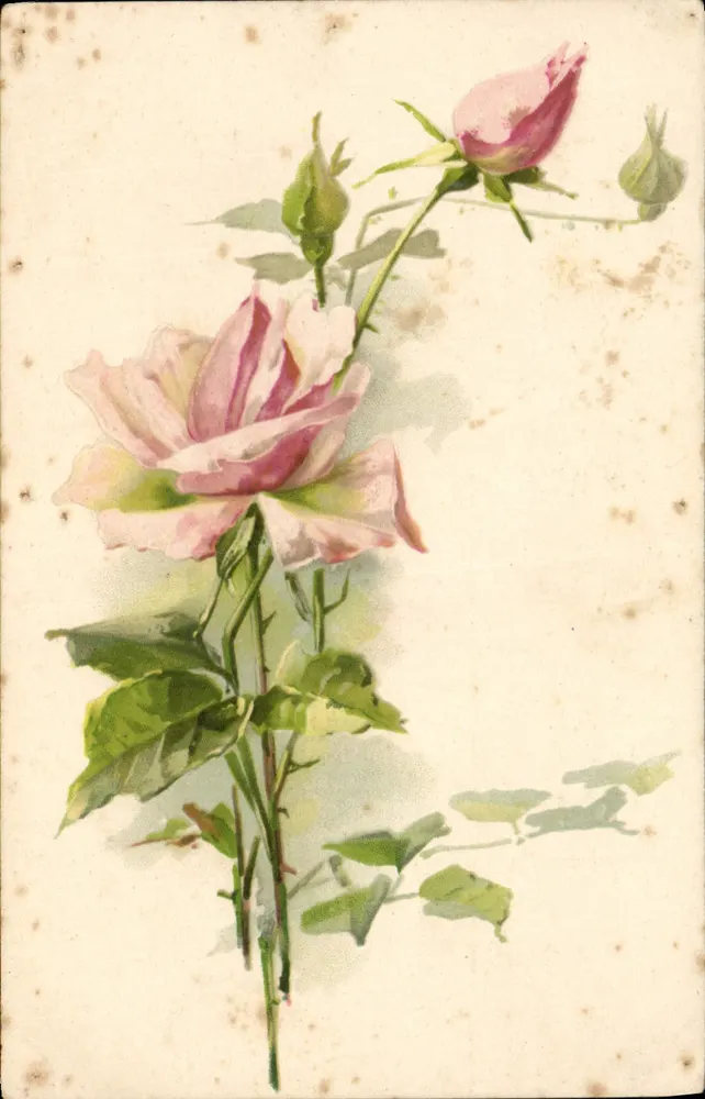 Rosas — flor aberta e botões — editor Klein, n° II - Frente