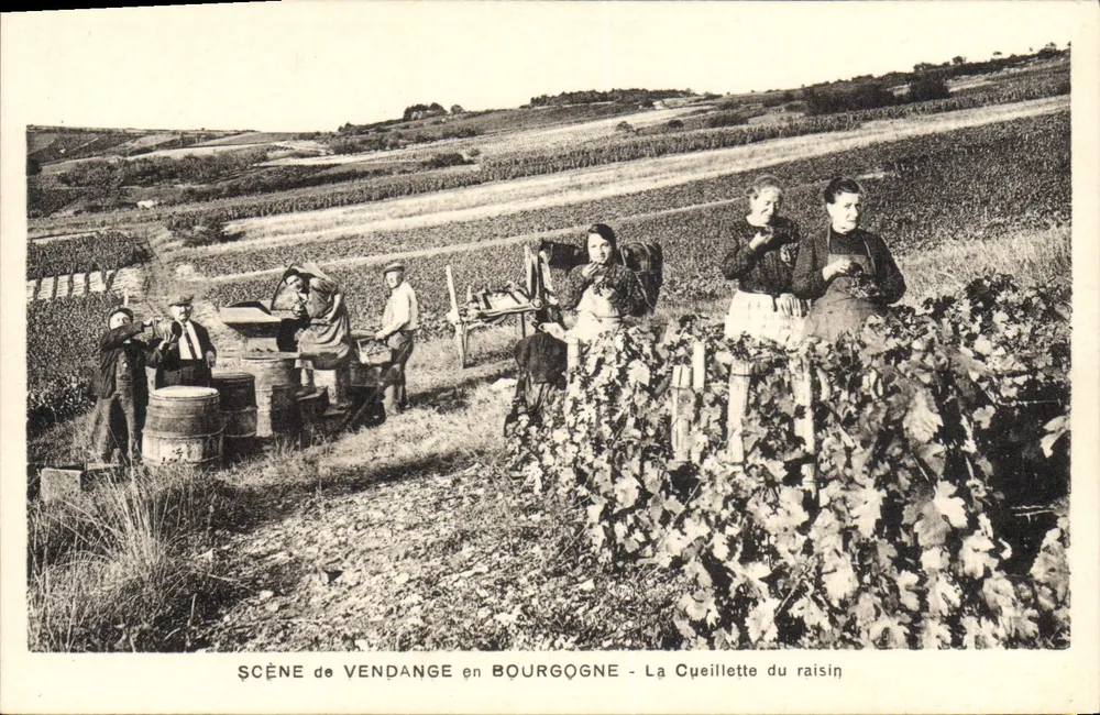 Traubenlese in der Burgund - Traubenpflücken — Cliché G. Harry Auxerre - 4 - Vorderseite
