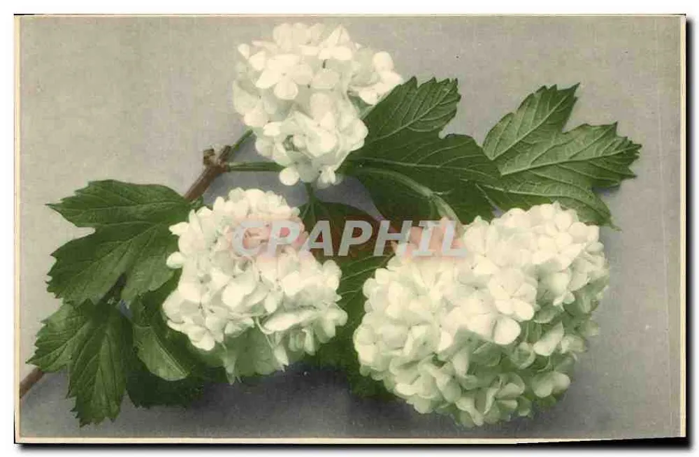 Witte bloemen — takken met bladeren — uitgever Universele Postunie, nr. 332 - Voorkant