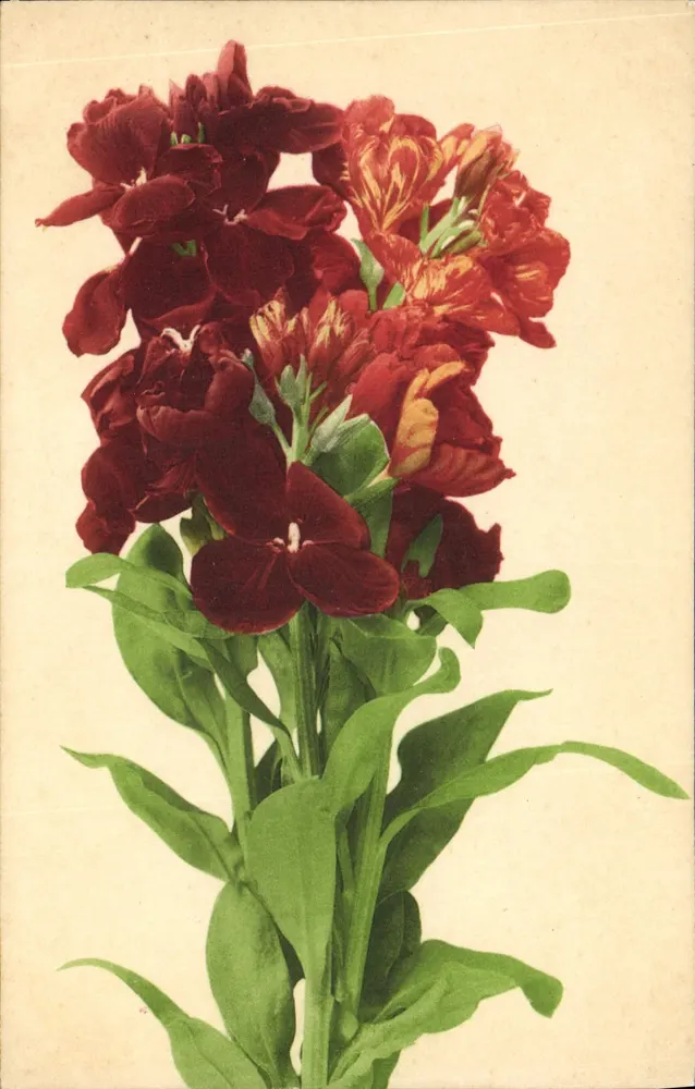 Flores vermelhas — buquê — União Postal Universal, n° 570 - Frente